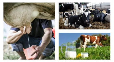 V jakém věku začíná kráva produkovat mléko a jak se vyrábí